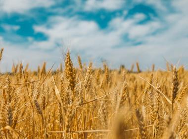 Wheat field