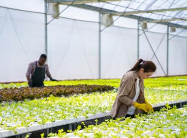 two people sorting plants