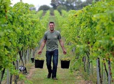 RAU grapes being harvested